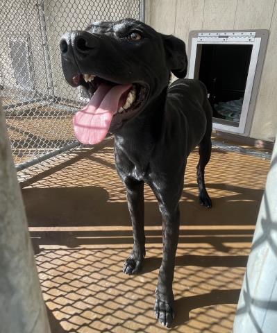 Shelter Stray Male Dog last seen Near BLOCK W NUEVO RD, 227 N D St, Perris, CA 92570, USA