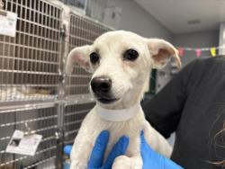 Shelter Stray Female Dog last seen Near BLOCK LINCOLN ST MECCA CA 92254, 72050 Pet Land Pl, Thousand Palms, CA 92276, USA
