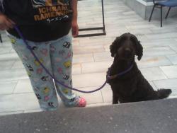 Shelter Stray Female Dog last seen CHARLOTTE, 8315 Byrum Dr, Charlotte, NC 28217, USA