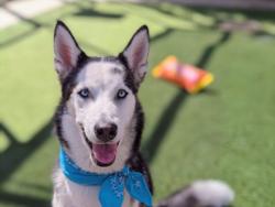 Shelter Stray Male Dog last seen , 957 N Gaffey St, San Pedro, CA 90731, USA