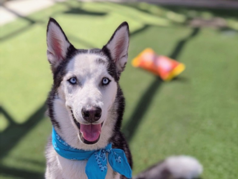 Shelter Stray Male Dog last seen , 957 N Gaffey St, San Pedro, CA 90731, USA