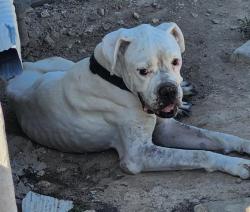 Shelter Stray Male Dog last seen Near BLOCK W TRAVIS ST, 4710 TX-151, San Antonio, TX 78227, USA