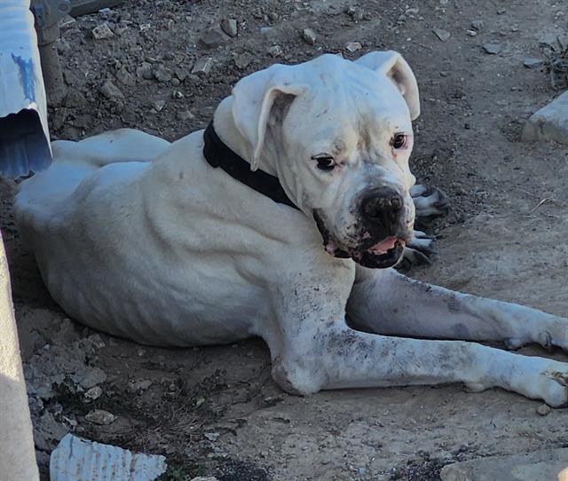 Shelter Stray Male Dog last seen Near BLOCK W TRAVIS ST, 4710 TX-151, San Antonio, TX 78227, USA