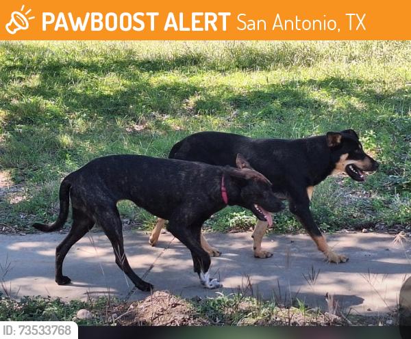 Found/Stray Unknown Dog last seen Prue and Horn Blvd, San Antonio, TX 78240