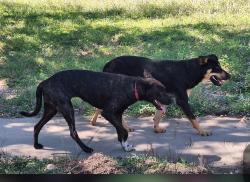 Found/Stray Unknown Dog last seen Prue and Horn Blvd, San Antonio, TX 78240