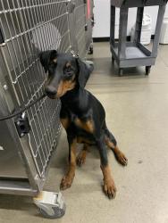 Shelter Stray Female Dog last seen Near BLOCK N ROWELL AVE, FRESNO CA 93703 4305, 5277 E Airways Blvd, Fresno, CA 93727, USA