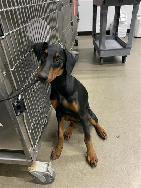 Shelter Stray Female Dog last seen Near BLOCK N ROWELL AVE, FRESNO CA 93703 4305, 5277 E Airways Blvd, Fresno, CA 93727, USA