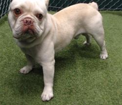 Shelter Stray Male Dog last seen , 11258 Garfield Ave, Downey, CA 90242, USA