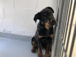 Shelter Stray Male Dog last seen Near BLOCK N ROWELL AVE, FRESNO CA 93703 4305, 5277 E Airways Blvd, Fresno, CA 93727, USA