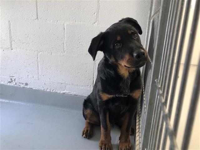 Shelter Stray Male Dog last seen Near BLOCK N ROWELL AVE, FRESNO CA 93703 4305, 5277 E Airways Blvd, Fresno, CA 93727, USA