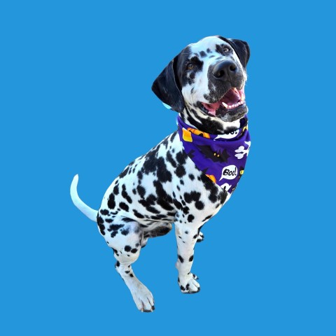 Shelter Stray Male Dog last seen Near BLOCK COUNTRY CLUB DR, BAKERSFIELD CA 93306, 3951 Fruitvale Ave, Bakersfield, CA 93308, USA