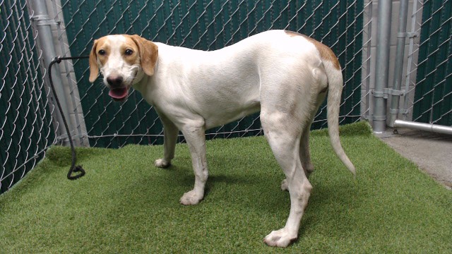Shelter Stray Female Dog last seen , 11258 Garfield Ave, Downey, CA 90242, USA