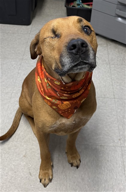 Shelter Stray Male Dog last seen Near BLOCK CATHY LN, TEHACHAPI CA 93561, 3951 Fruitvale Ave, Bakersfield, CA 93308, USA
