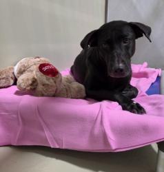 Shelter Stray Female Dog last seen Near BLOCK W ROSAMOND BLVD, ROSAMOND CA 93560, 3951 Fruitvale Ave, Bakersfield, CA 93308, USA