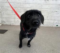 Shelter Stray Female Dog last seen MANGO AND SEVILLE, 333 Chandler Pl, San Bernardino, CA 92408, USA