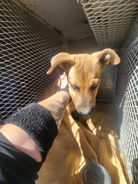 Shelter Stray Male Dog last seen Near BLOCK LA NARANJA AVE, BAKERSFIELD CA 93305, 3951 Fruitvale Ave, Bakersfield, CA 93308, USA