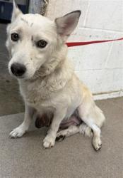 Shelter Stray Female Dog last seen MANGO AND MERRIL, 333 Chandler Pl, San Bernardino, CA 92408, USA