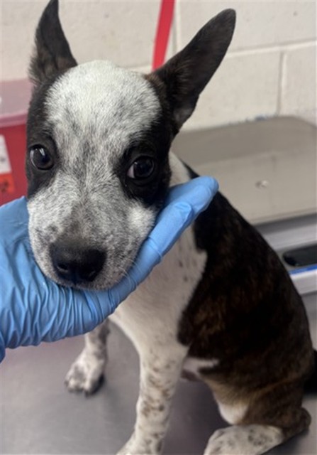 Shelter Stray Male Dog last seen ORANGE GROVE X SHASTA, 333 Chandler Pl, San Bernardino, CA 92408, USA