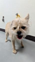 Shelter Stray Male Dog last seen Near BLK VILLA MONTEREY DR, 201 S Mt Vernon Ave, Bakersfield, CA 93307, USA