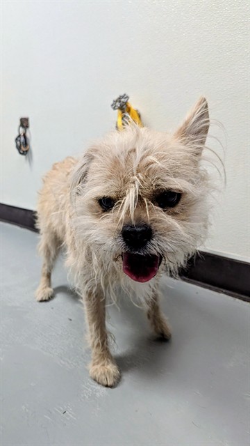 Shelter Stray Male Dog last seen Near BLK VILLA MONTEREY DR, 201 S Mt Vernon Ave, Bakersfield, CA 93307, USA