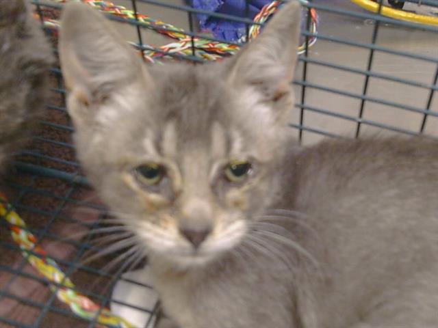 Shelter Stray Male Cat last seen WATT AVE/DON JULIO BLVD, 95660, 3839 Bradshaw Rd, Sacramento, CA 95827, USA