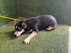 Shelter Stray Female Dog last seen , 5210 W Ave I, Lancaster, CA 93536, USA