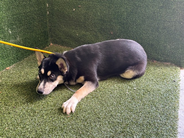 Shelter Stray Female Dog last seen , 5210 W Ave I, Lancaster, CA 93536, USA