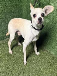 Shelter Stray Male Dog last seen , 5210 W Ave I, Lancaster, CA 93536, USA