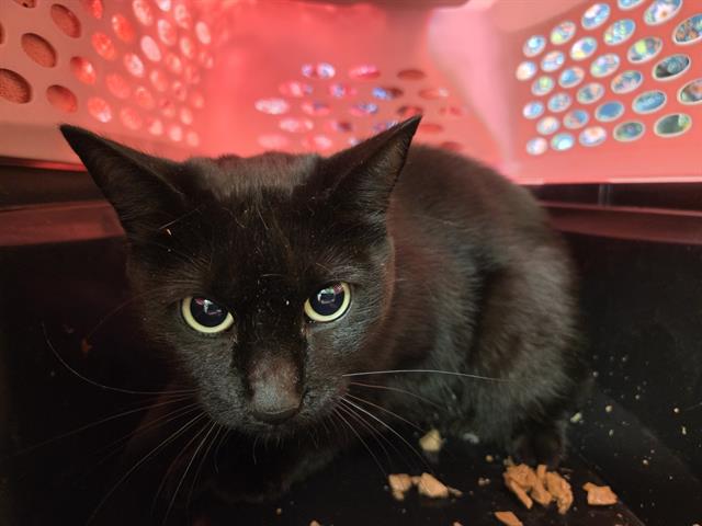 Shelter Stray Female Cat last seen Near BLOCK 1ST AVE N, KENT WA 98032, 21615 64th Ave S, Kent, WA 98032, USA