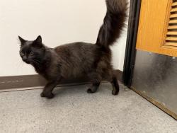 Shelter Stray Male Cat last seen Near BLOCK SE 279TH PL, KENT WA 98042, 21615 64th Ave S, Kent, WA 98032, USA
