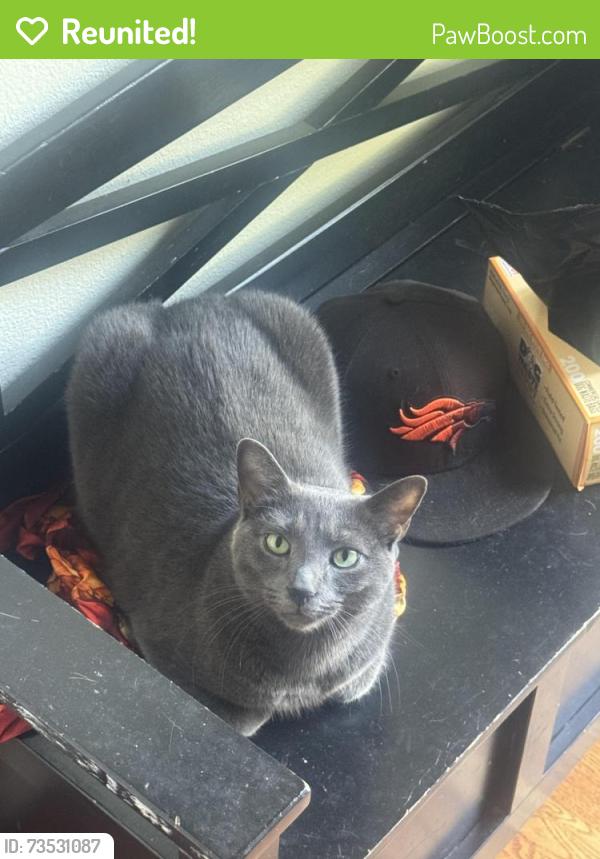 Reunited Male Cat last seen Near Mayfair Park, Westminster, CO 80021