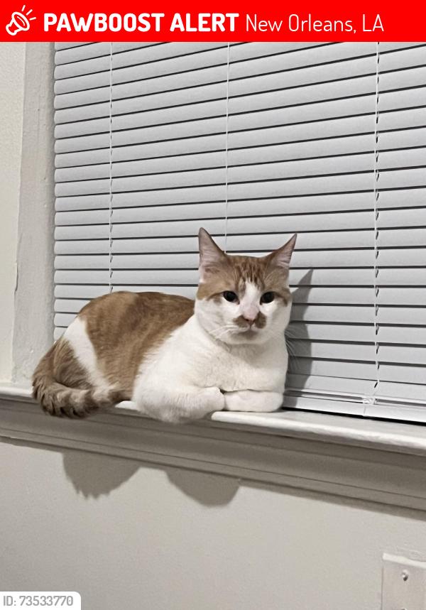 Lost Male Cat last seen Oliver White Ave. & Abundance, New Orleans, LA 70126