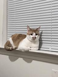 Lost Male Cat last seen Oliver White Ave. & Abundance, New Orleans, LA 70126