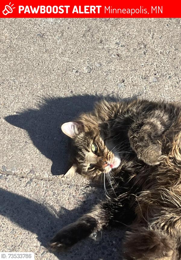 Lost Female Cat last seen 47th and Bryant, Minneapolis, MN 55412