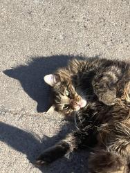 Lost Female Cat last seen 47th and Bryant, Minneapolis, MN 55412