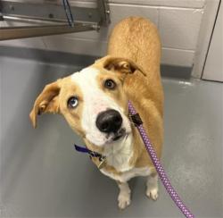Shelter Stray Male Dog last seen Near BLOCK INVERNESS PKWY, ENGLEWOOD, CO 80112, 4556 Castleton Ct, Castle Rock, CO 80109, USA