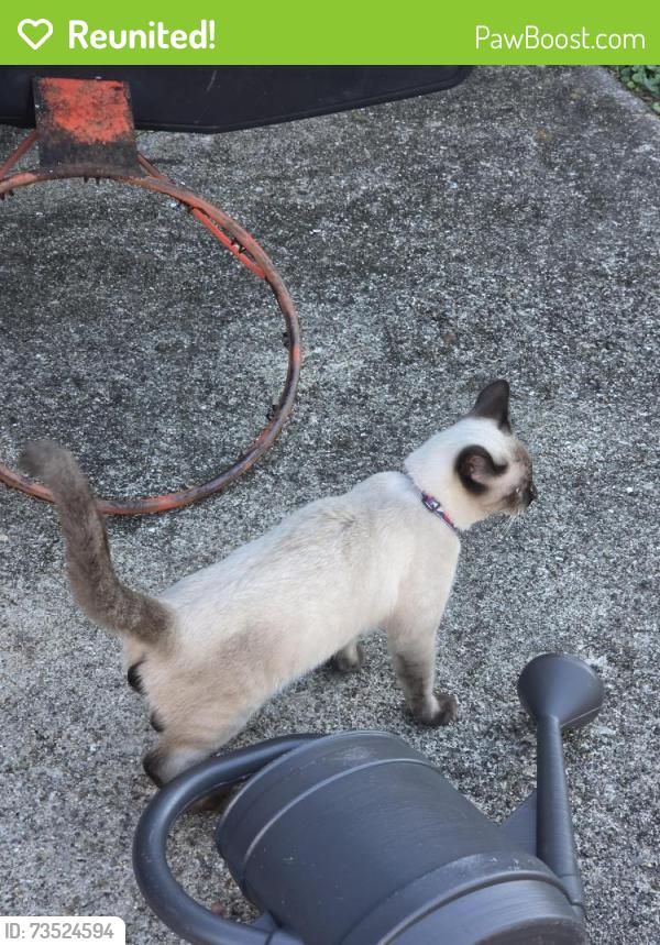 Reunited Male Cat last seen San Jose court/Cardinal court, Shively, KY 40216