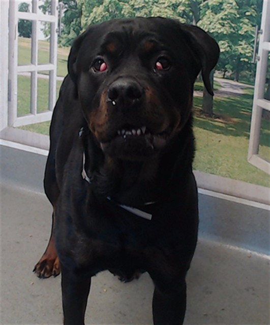 Shelter Stray Female Dog last seen 3RD ST / CARGO, 1419 Bryant St, San Francisco, CA 94103, USA