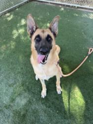 Shelter Stray Female Dog last seen , West Valley Animal Shelter, 20655 Plummer St, Chatsworth, CA 91311, USA