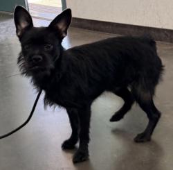Shelter Stray Male Dog last seen , West Valley Animal Shelter, 20655 Plummer St, Chatsworth, CA 91311, USA