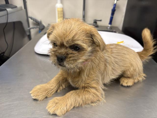 Shelter Stray Female Dog last seen Near BLOCK ROAD 156, VISALIA, CA, Visalia, CA 93292, USA