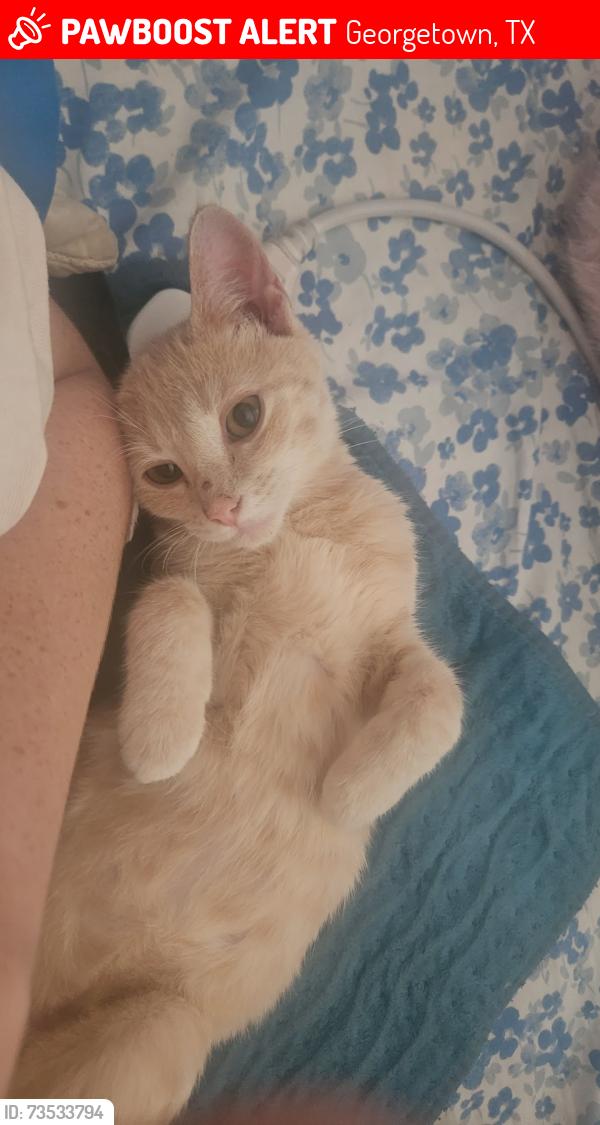 Lost Female Cat last seen Ranch Rd Georgetown Texas, Georgetown, TX 78633