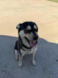 Found/Stray Female Dog last seen FM66 and Hidden Hills Waxahachie, Waxahachie, TX 75167