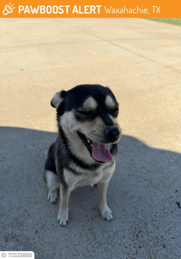 Found/Stray Female Dog last seen FM66 and Hidden Hills Waxahachie, Waxahachie, TX 75167