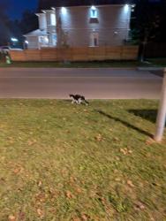 Found/Stray Unknown Cat last seen Cardinal Leger Catholic School, Toronto, ON M1C 1J6