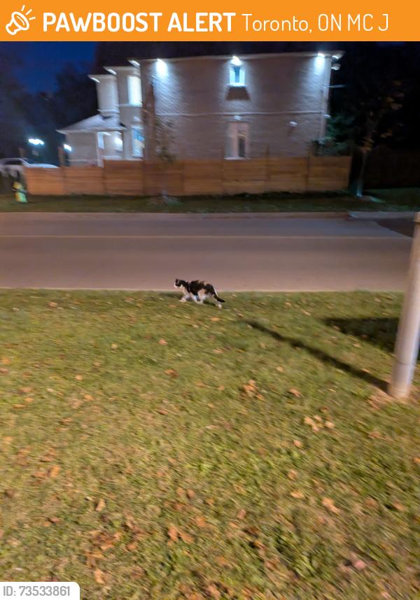 Found/Stray Unknown Cat last seen Cardinal Leger Catholic School, Toronto, ON M1C 1J6