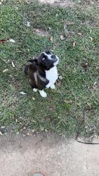 Found/Stray Female Dog last seen Walmart neighborhood market, Center Point, AL 35215
