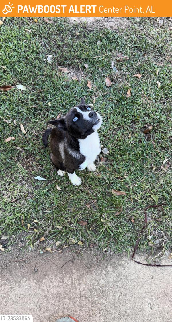 Found/Stray Female Dog last seen Walmart neighborhood market, Center Point, AL 35215