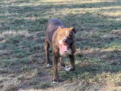 Lost Male Dog last seen Frank greg, Elk Grove, CA 95757