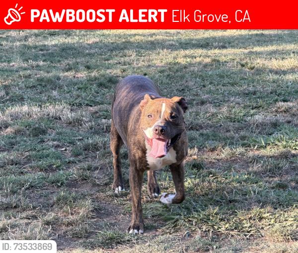 Lost Male Dog last seen Frank greg, Elk Grove, CA 95757